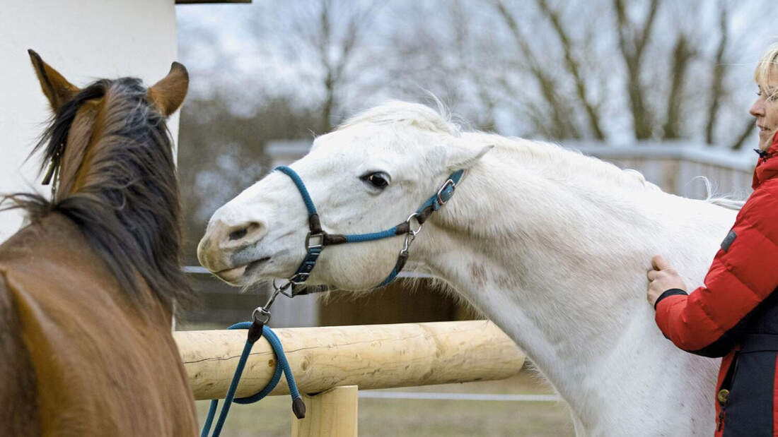 Mein Pferd legt oft die Ohren an Katja Schnabel hilft! cavallo.de