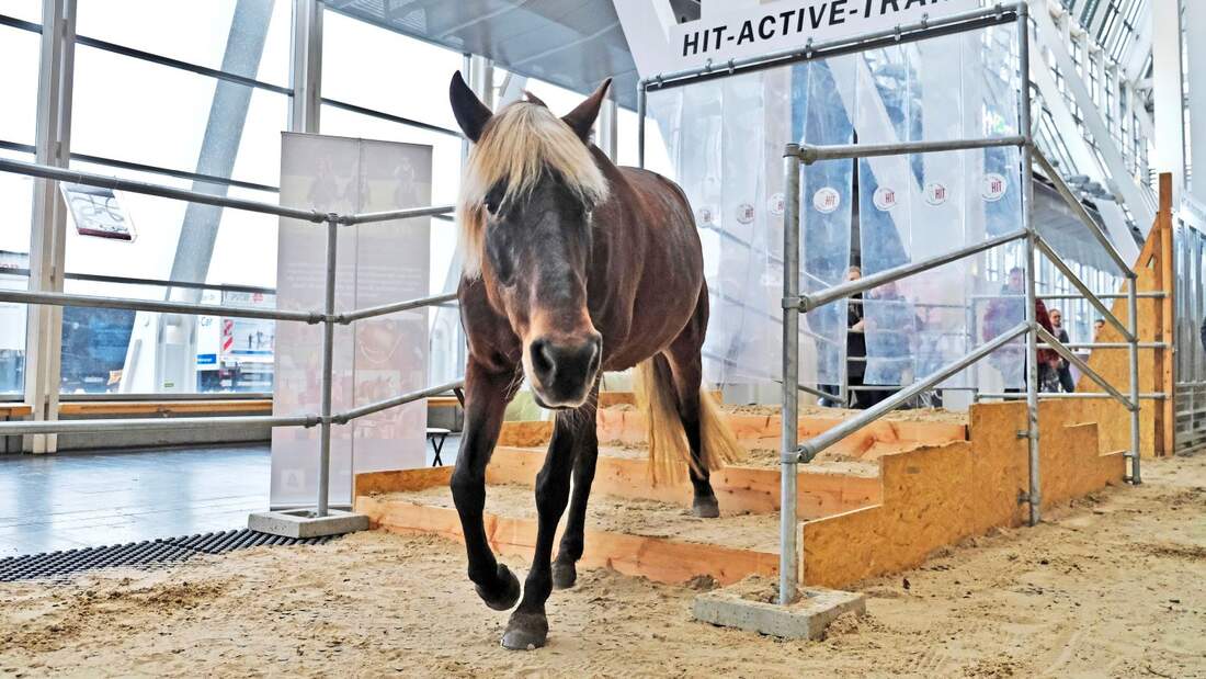 Restart der Pferd und Jagd cavallo.de