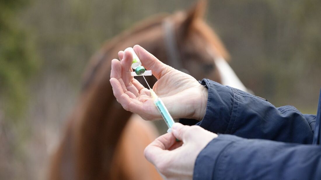 Corona Impfung vom Tierarzt? 