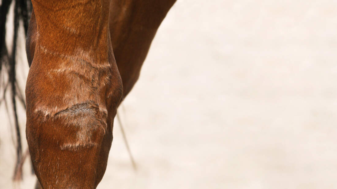 Offene Wunden Beim Pferd Behandeln www.cavallo.de