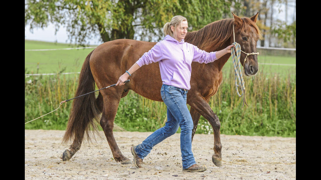 Diese Gesten zeigen Pferde bei Zuneigung cavallo.de
