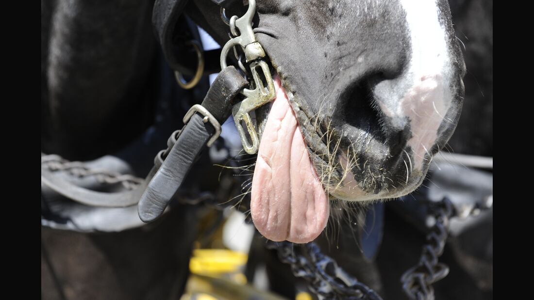 Tierschutz: Rom schafft Pferdekutschen ab