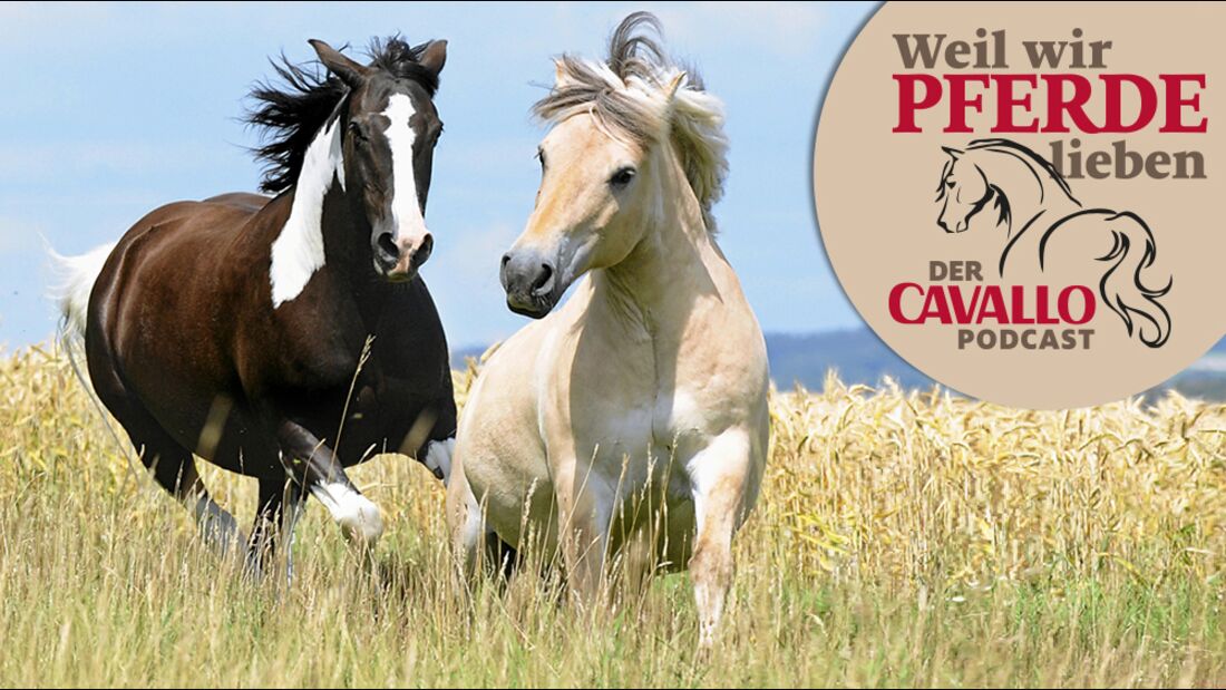 „Weil wir Pferde lieben“ Jetzt den neuen Podcast von CAVALLO anhören