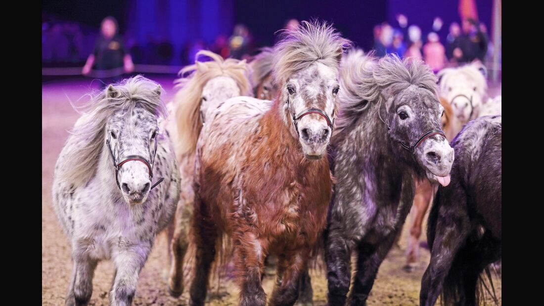 Wegen Corona abgesagt: Messe „Pferd & Jagd“