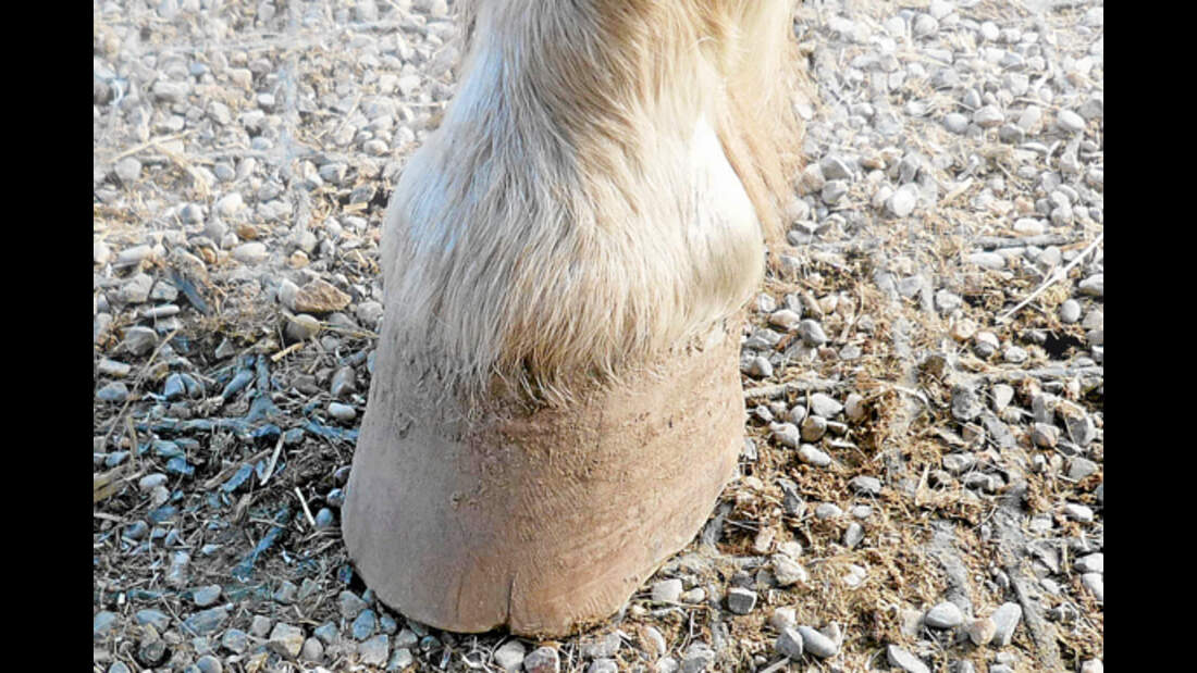 Hufspalten erkennen und behandeln | cavallo.de