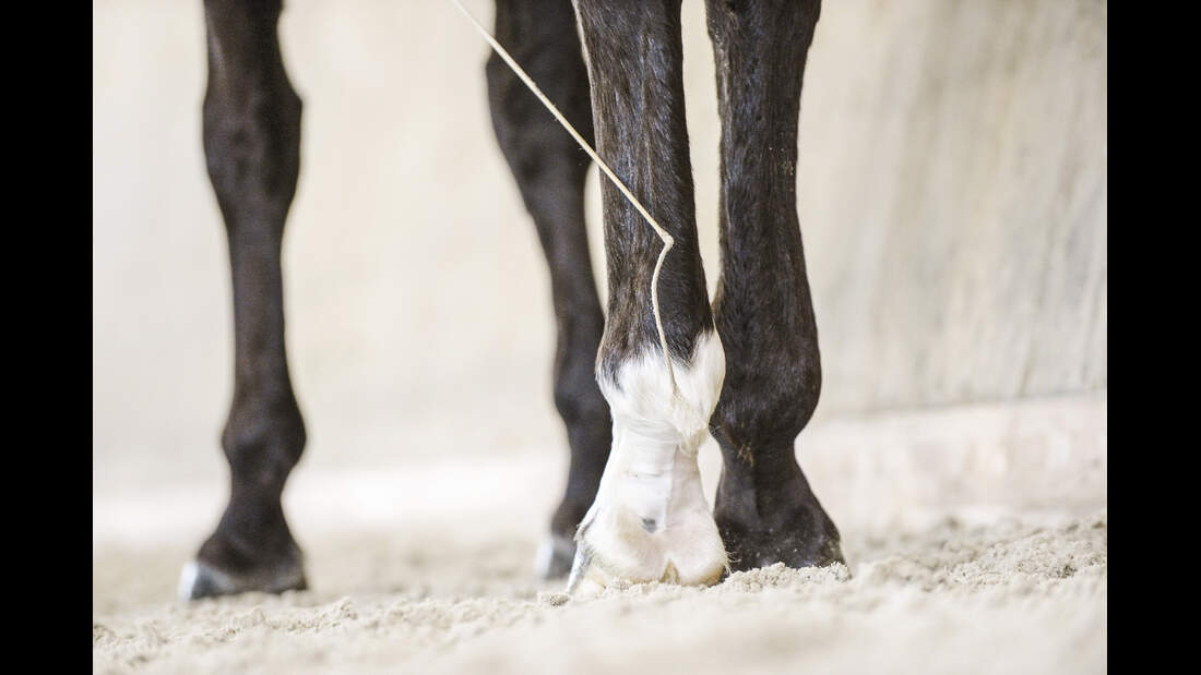 Er sucht sie cavallo
