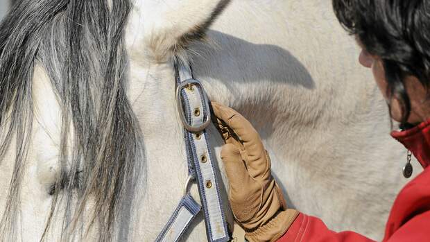 Luftsack beim Pferd: Ursachen & Symptome von Krankheiten | cavallo.de