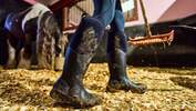 CAVALLO Magazin | cavallo.de