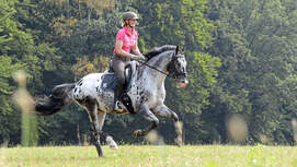 CAVALLO Horse Tensegrity Training, Biotensegrität, geschecktes Pferd und Reiterin galoppieren über Wald und Wiese