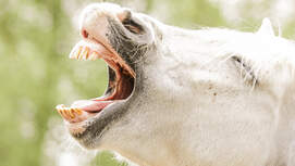 CAV Gähnen Aufmacher