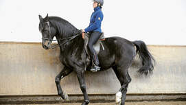 CAVALLO Schub-und-Tragkraft, Reiterin auf Pferd in Reithalle, Piaffe