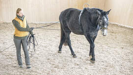 cav-doppel-longe-201703-5-ohne-pferd-lir7531 (jpg)