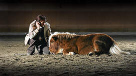 CAV Kolik Pony Liegen