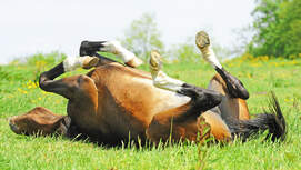 Medizin-Kompendium Nierenentzündung