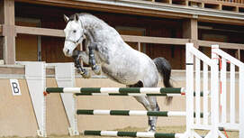 cav-201901-freispringen-lir4035-mit-TEASER-v-amendo (jpg)