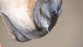 Medizin Kompendium Equine Influenza