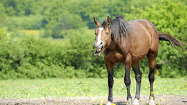 Ein gähnendes Pferd.