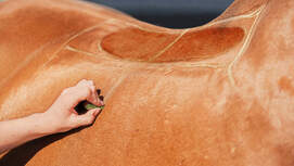 CAV Sattel Pferderücken