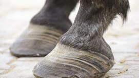 Medizin-Kompendium Hufrehe