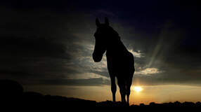 CAVALLO Stirnlampen im Test