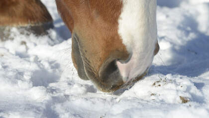 Eine Frage, drei Experten - Winterweide