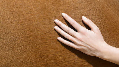 Handpflege für Reiter 