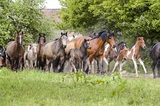 Pferde Herde Stuten Finden Fohlen Aber Die Hengste Cavallo De