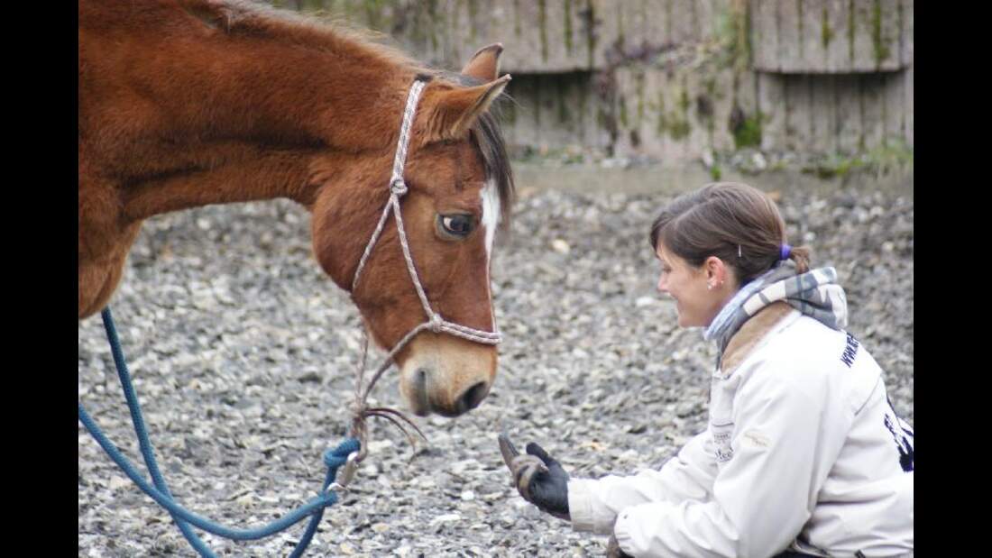 neuCAV CEWE Fotowettbewerb 2013 Leserfotos Rebecca Henkst - Lesertext: Das war mein Vollblut Araber Kijaso Sabi. Er ist leider im letzten März im Alter von 25 Jahren gestorben :( Ich habe Ihn selbst eingeritten und ausgebildet. Er war was ganz besonderes