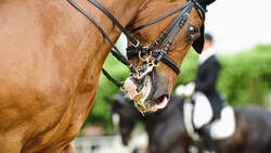 pferdegerechtes Reiten im Sport