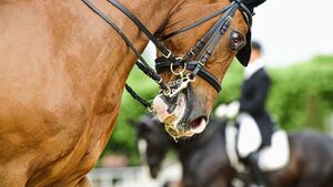 pferdegerechtes Reiten im Sport